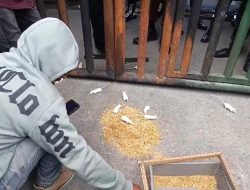 Demonstran Lepas Tikus, Desakan Untuk Kajati Sultra Tangkap Koruptor Sektor Pertambangan