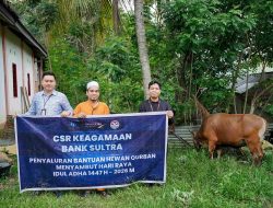Bank Sultra Salurkan 23 Sapi Kurban, Tebar Kepedulian hingga Pelosok Sultra